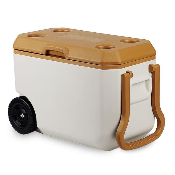 צדינית גלגלים.jpg 2